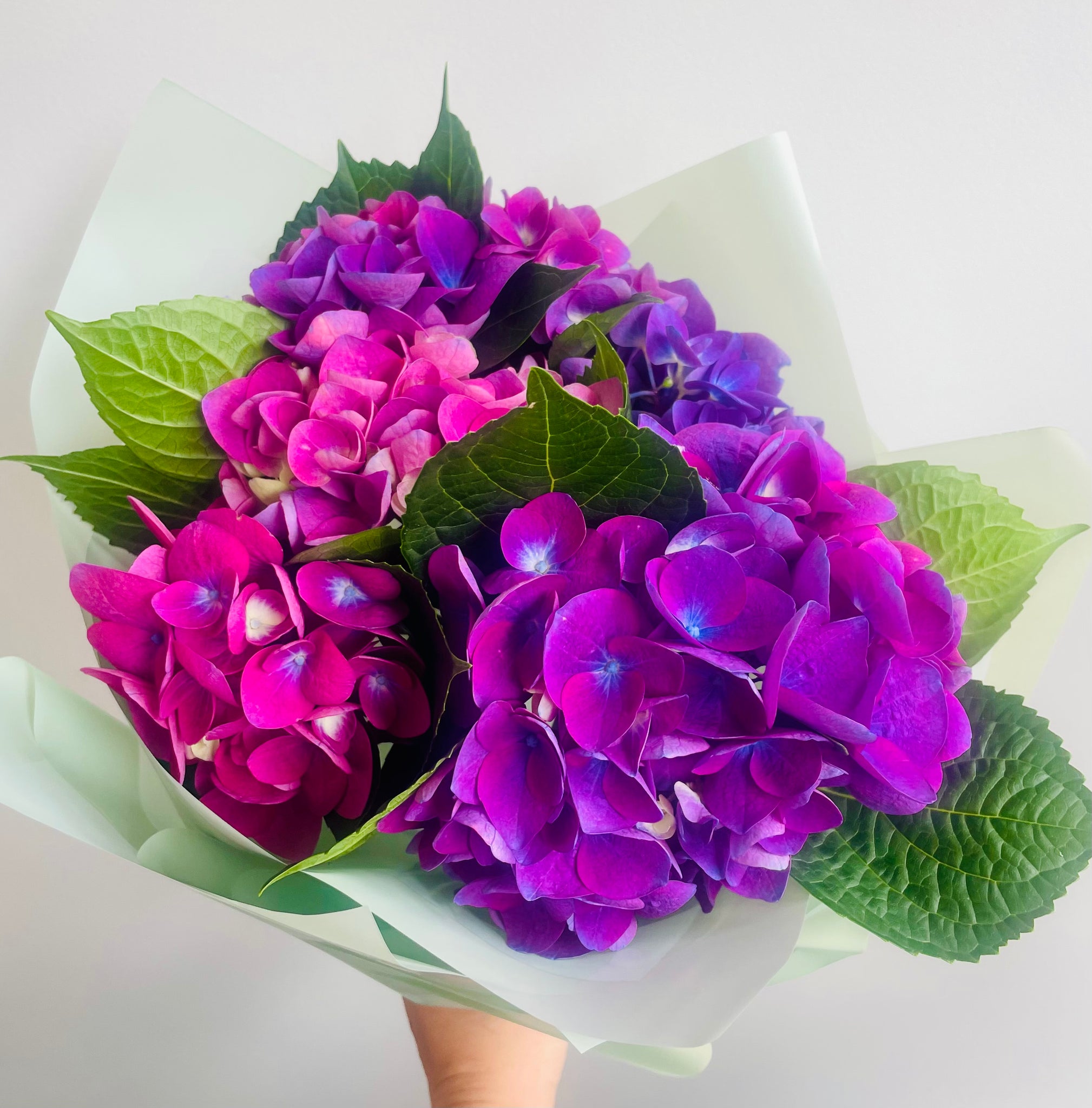 Straight from the farm special- hydrangeas