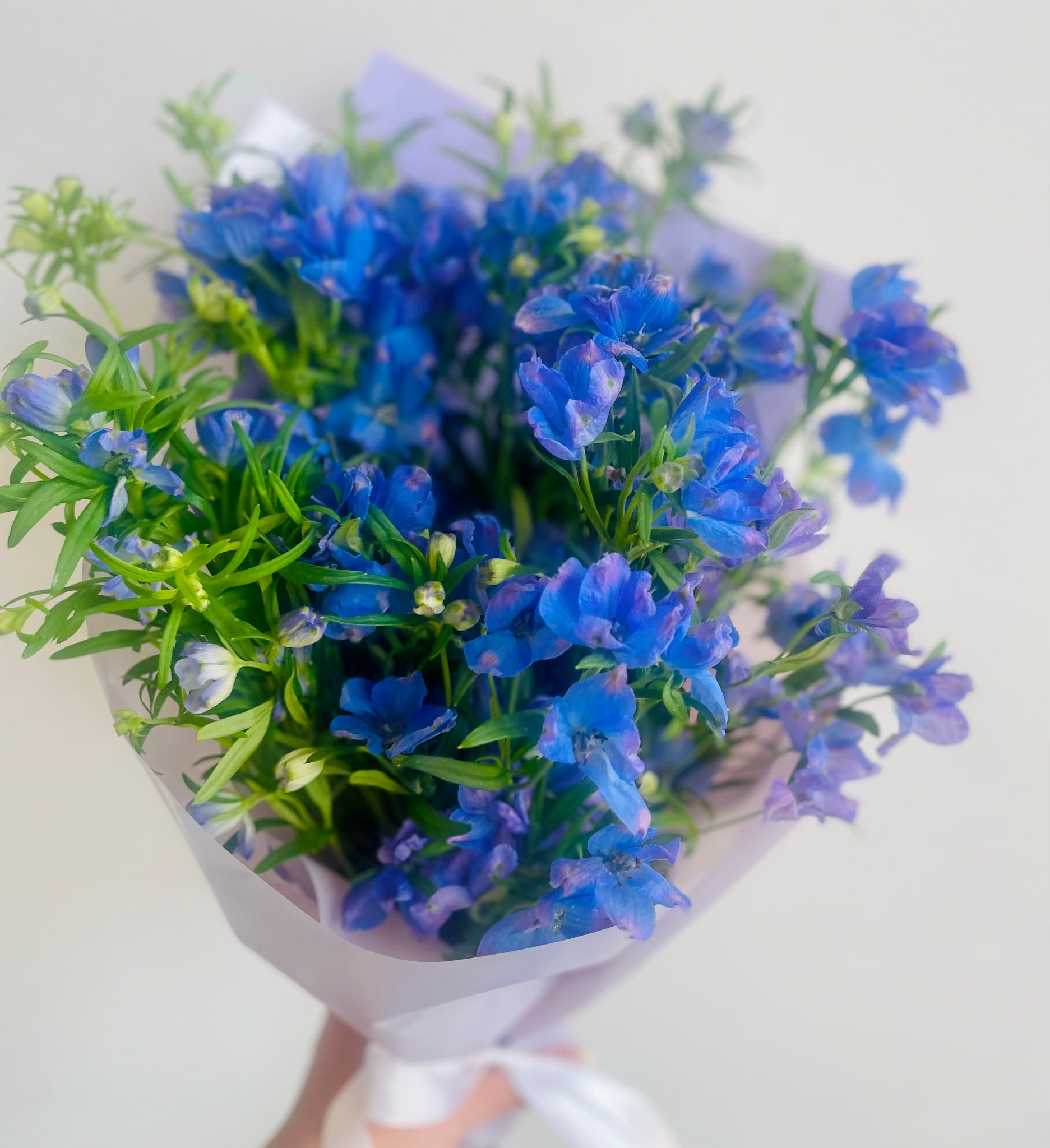 Butterfly delphinium