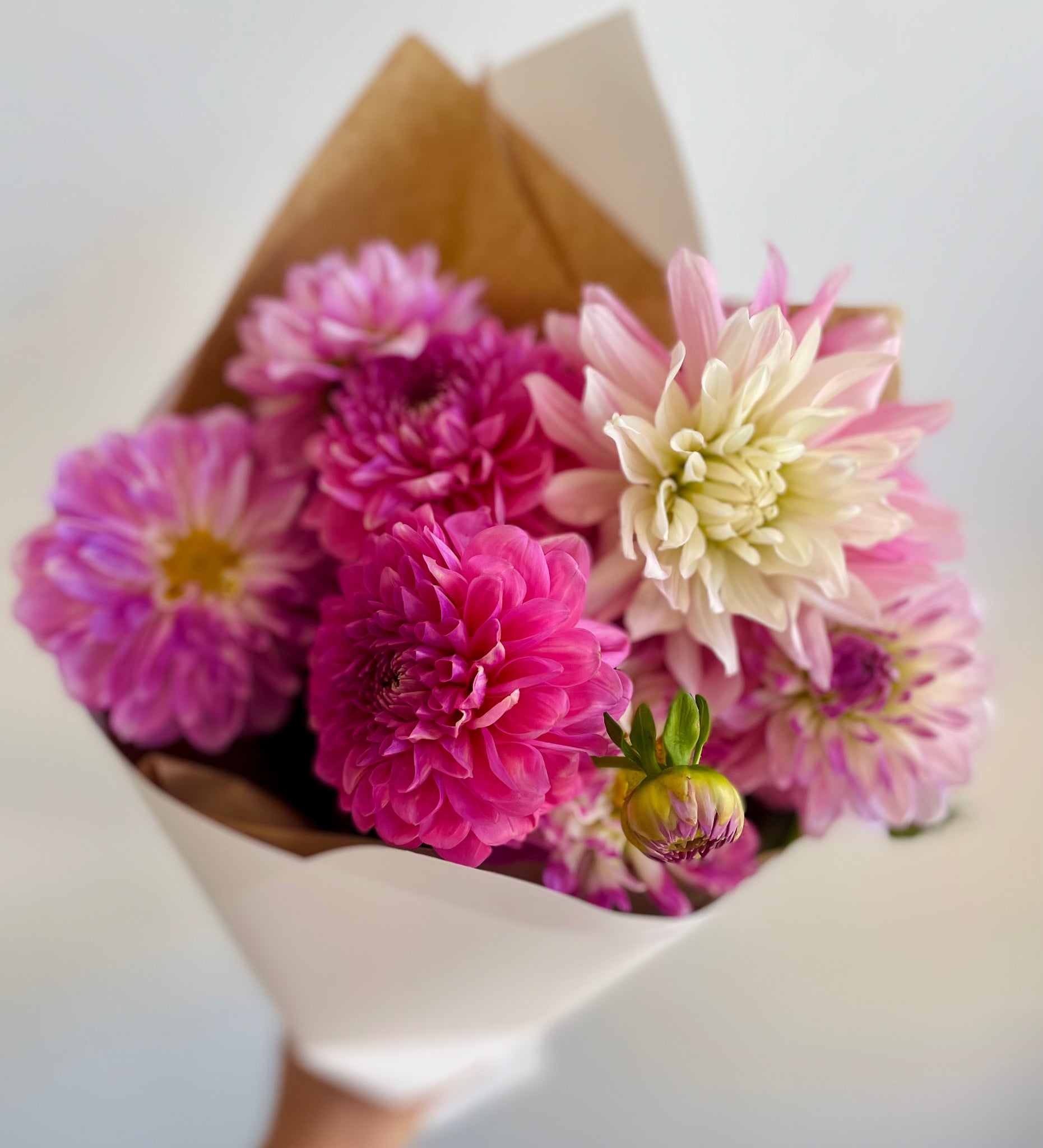 Dahlia bunch!! - (lucky dip colours)