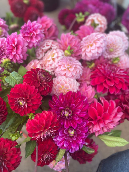 Dahlia bunch!! - (lucky dip colours)