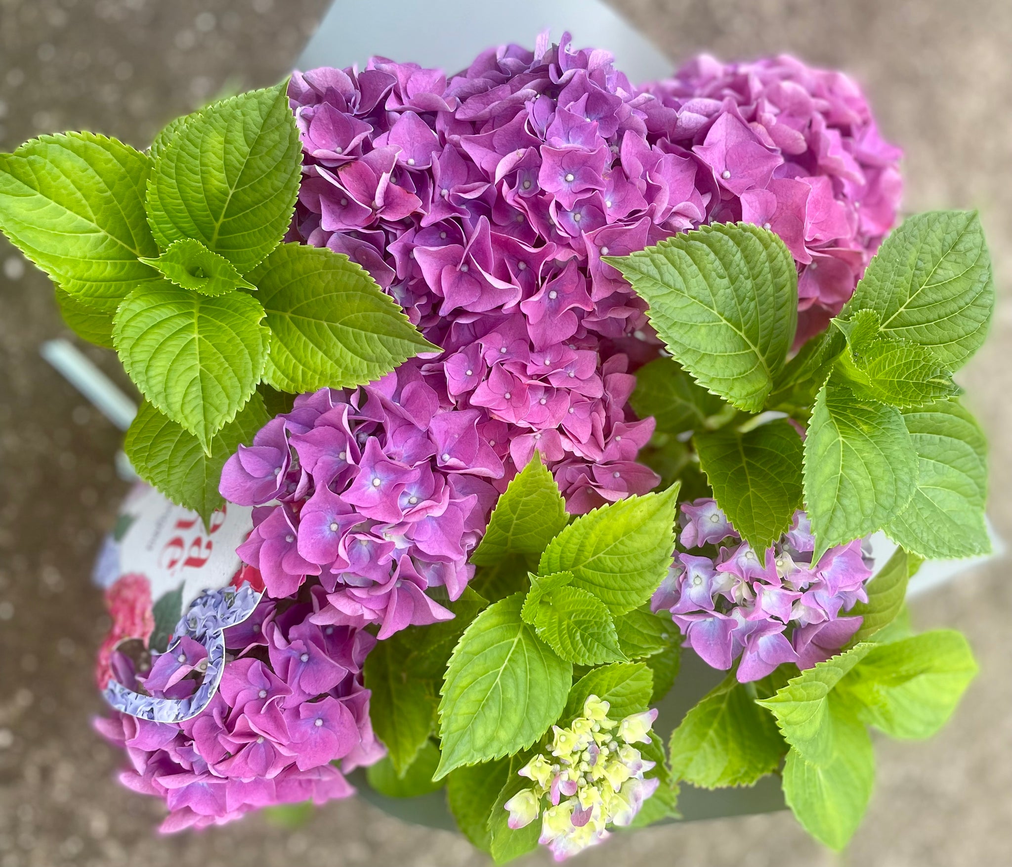 Hydrangea Plants